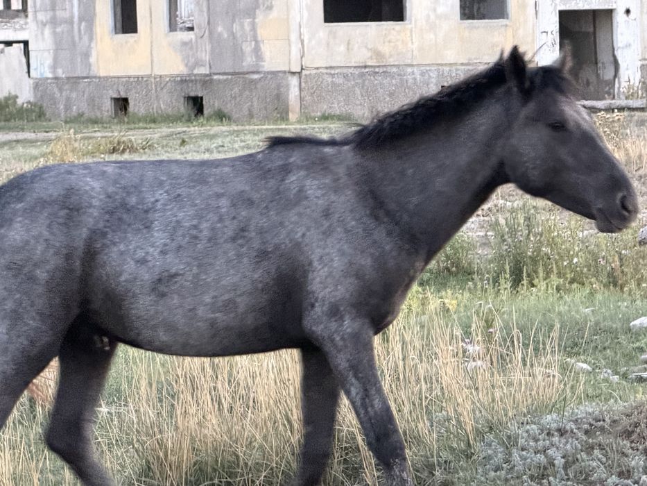 2жасар Тай сатылады