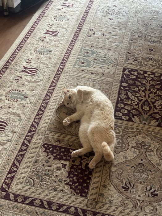 Отдам Кота в ОЧЕНННЬ добрые руки