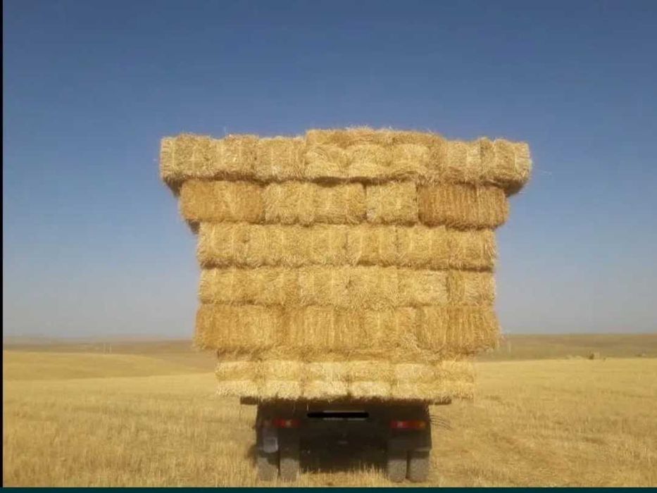 Сабан  бау қамыс