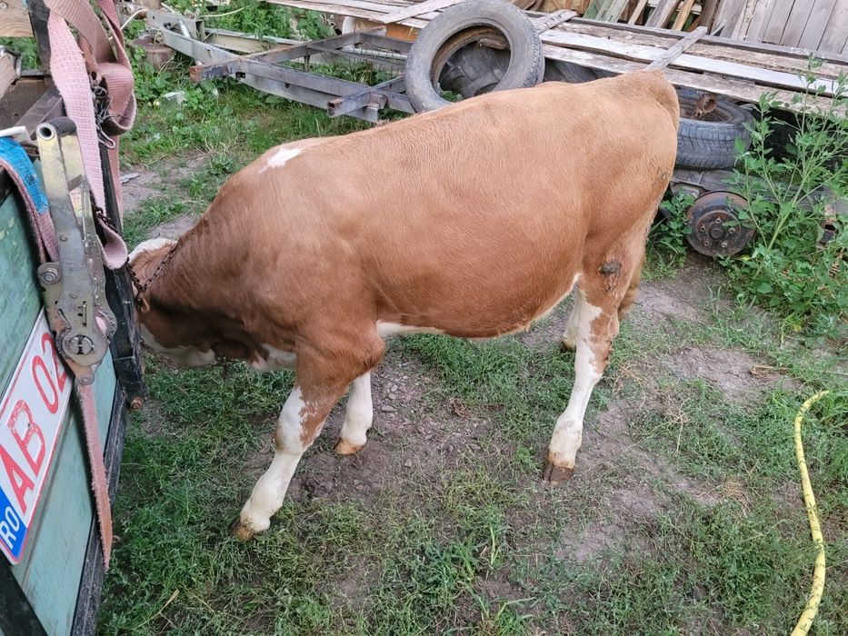 Vând viței două vițele și doi tăurași