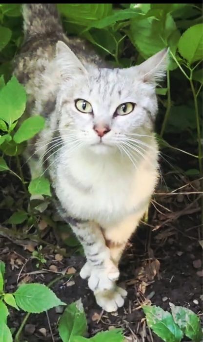 Подарю супер кошечку в дом