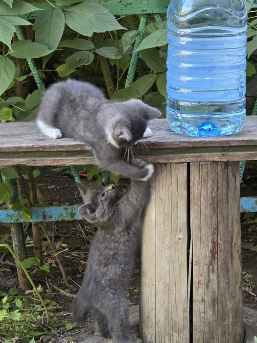 Дарю очень красивых котят
