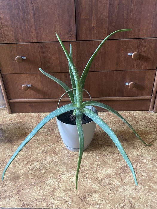 Лекарственное алоэ