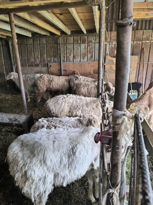 Семіз тоқты,қойлар сатылады