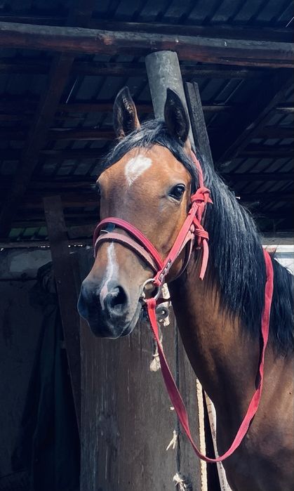 Чистокровка байтал сатылады