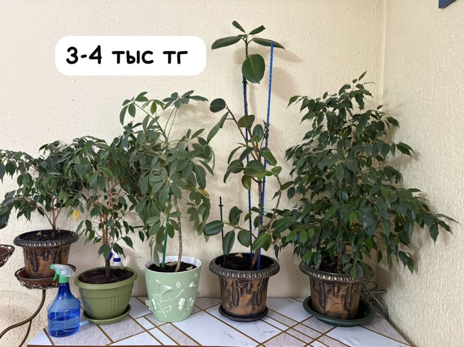 Домашние цветы в горшках