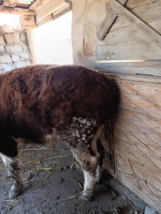 Бұкалар сатылымда