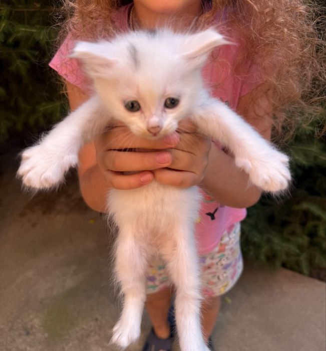 Котята, отдам в хорошие руки