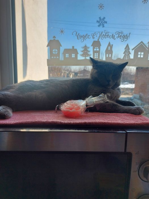 Отдам ласкового кота