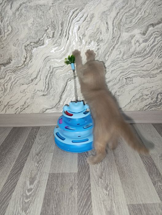 Продаётся котёнок скоттиш страйт.