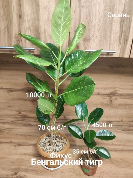 Фикус разный ...