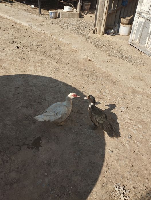 Индаутки молодые