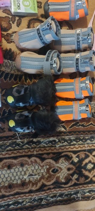 Для щенков кросовочки, носочки.