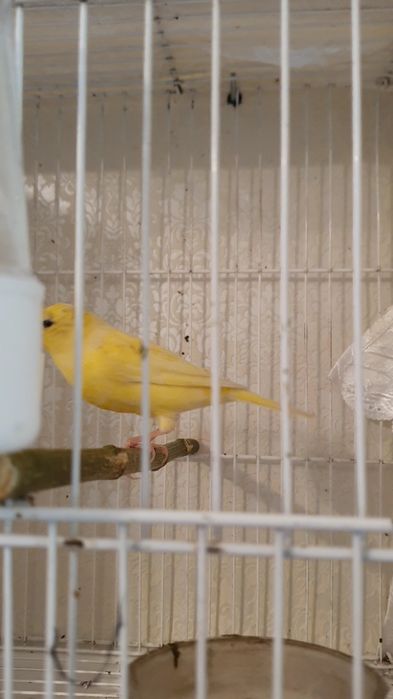 Продаю канарейку самка