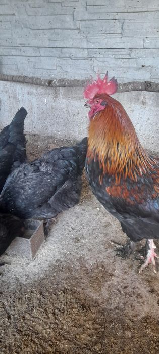 Oua de marans pentru incubat