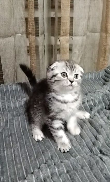 Две девочки Скоттиш фолд.