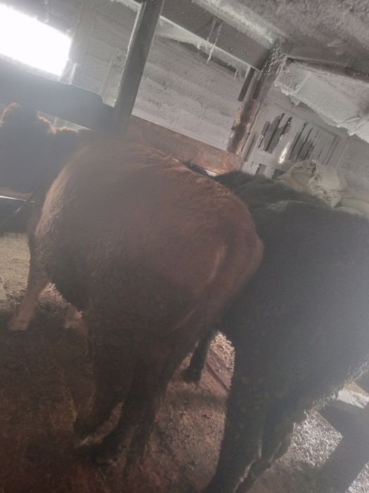 Продам две телочки