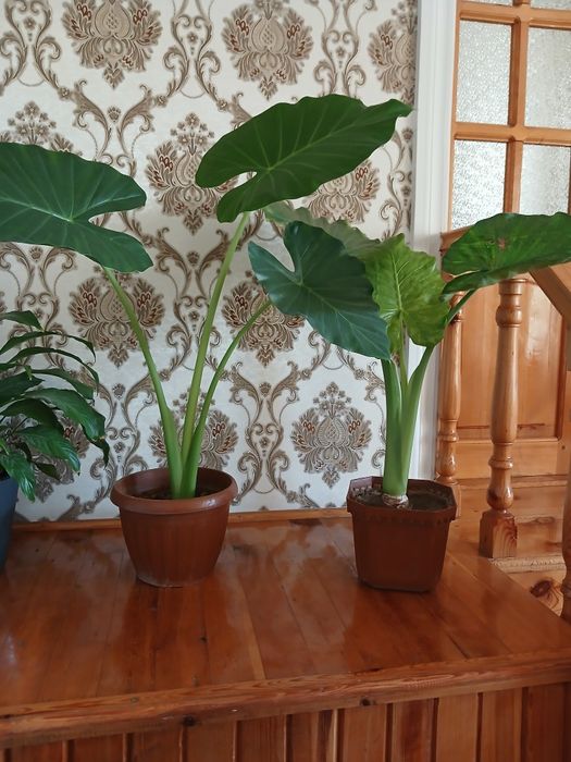 Arma gullari sotiladi