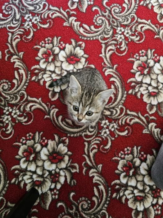 Отдам котят крысоловки