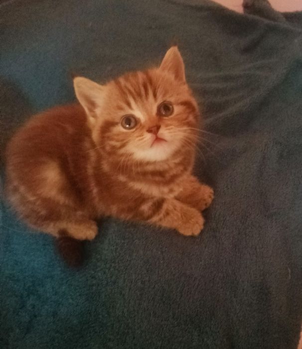 Британский котенок