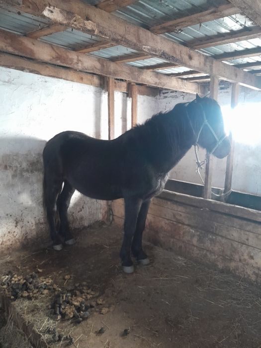 Айгыр , Жеребец продам