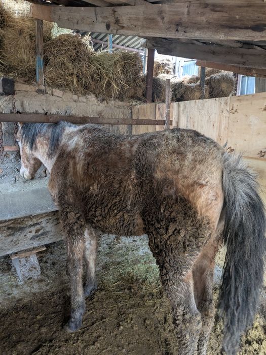 Лошадь байтал 2 жасар жас