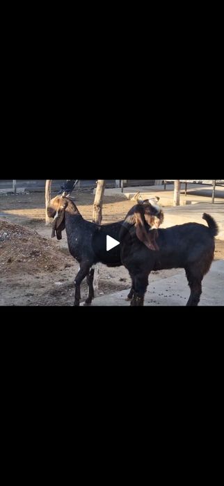 Коза Ешкі Коза ешкі