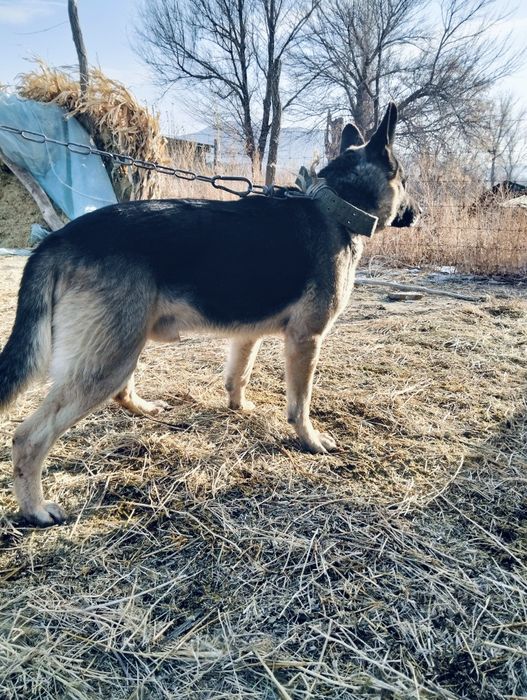 Малға арналған овчарка