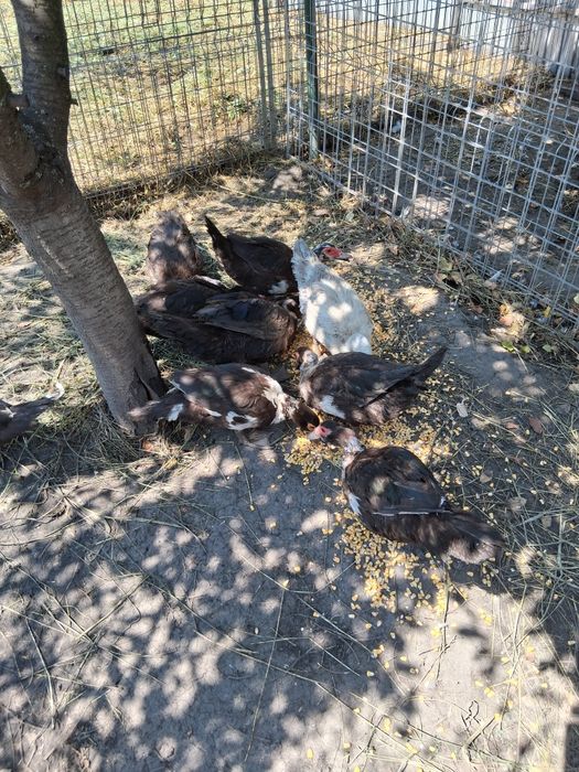 Rațe mute  vor alta curte