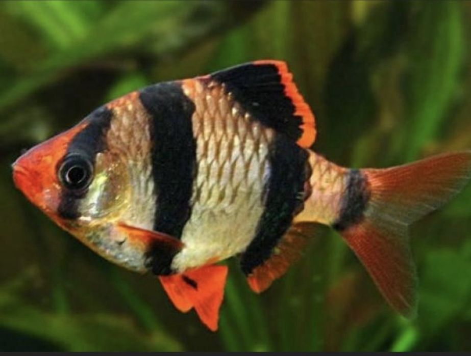 Продам мирных аквариумных рыбок