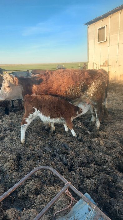 Продам КРС, в количестве 40 голов