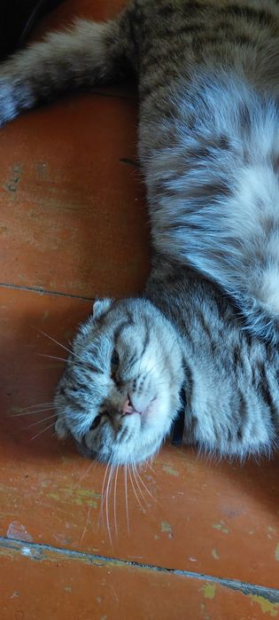 Котята вислоушки