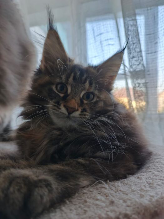 Котята Мейн Куны