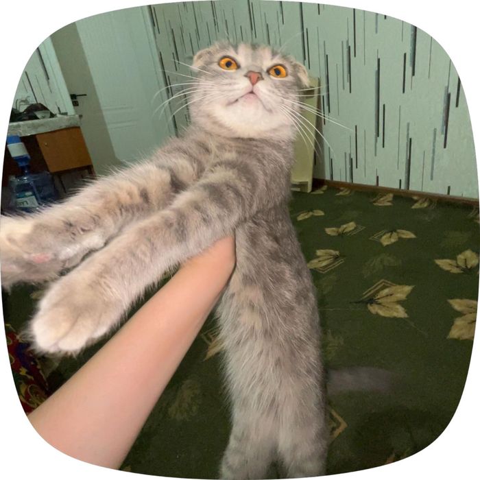Продоется кошка.