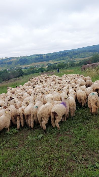 Vand miei din rasa turcana
