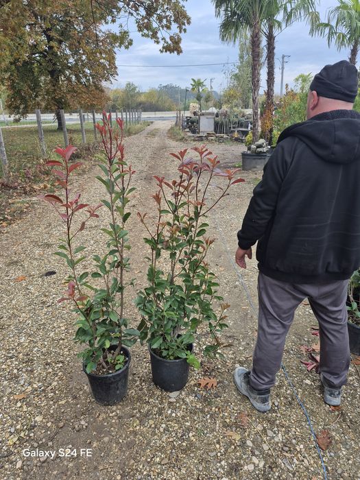 Magnolia  gradiflora  maslin