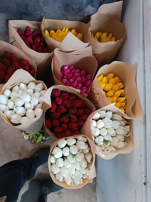 Свежие тюльпаны ПО оптовой цене