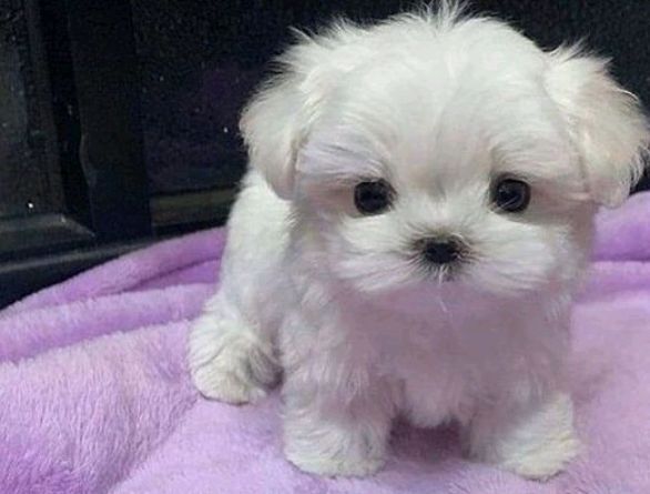 Bichon maltez fetița și baietel 1000 lei