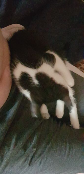 SOS ! Котёнок.  Даром !
