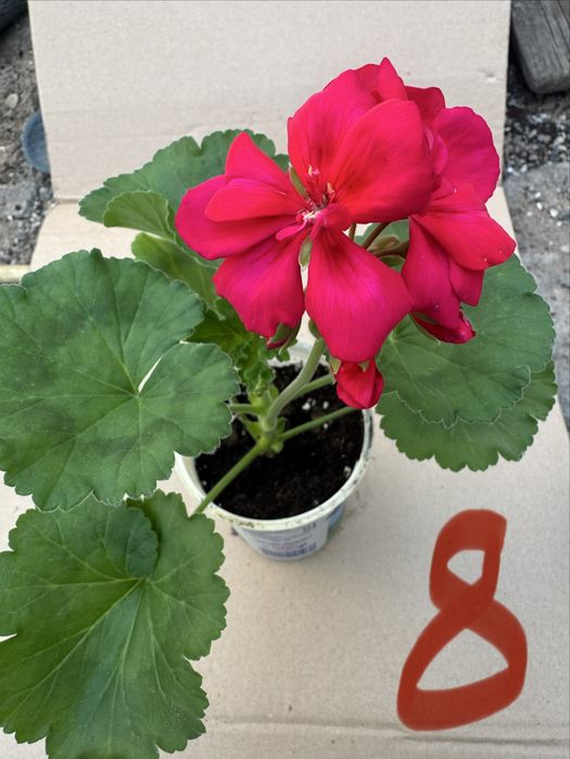 Мушкато различни цветове калиопе