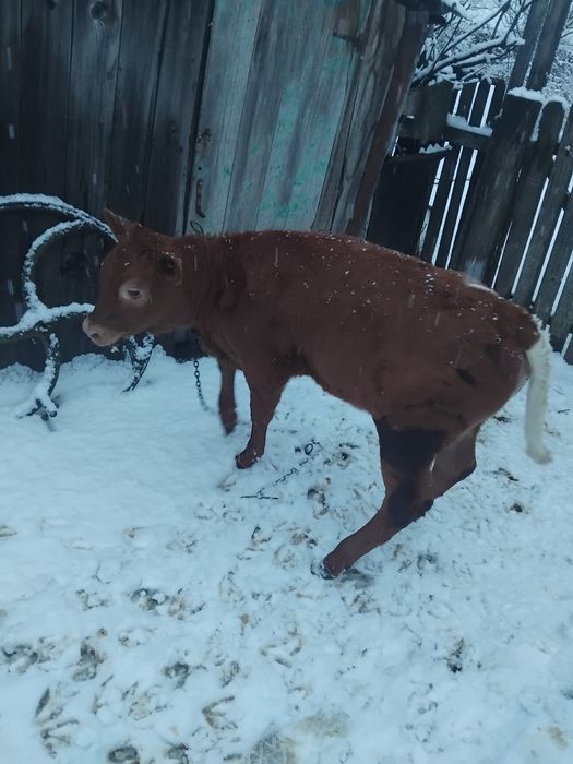 De vânzare vițică