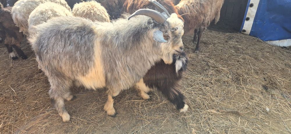 Теке сатылады (баран)