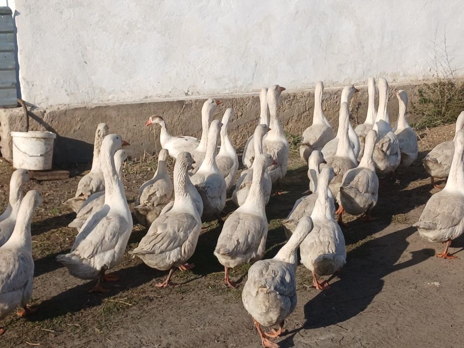 Продам гусей Продам гусей
