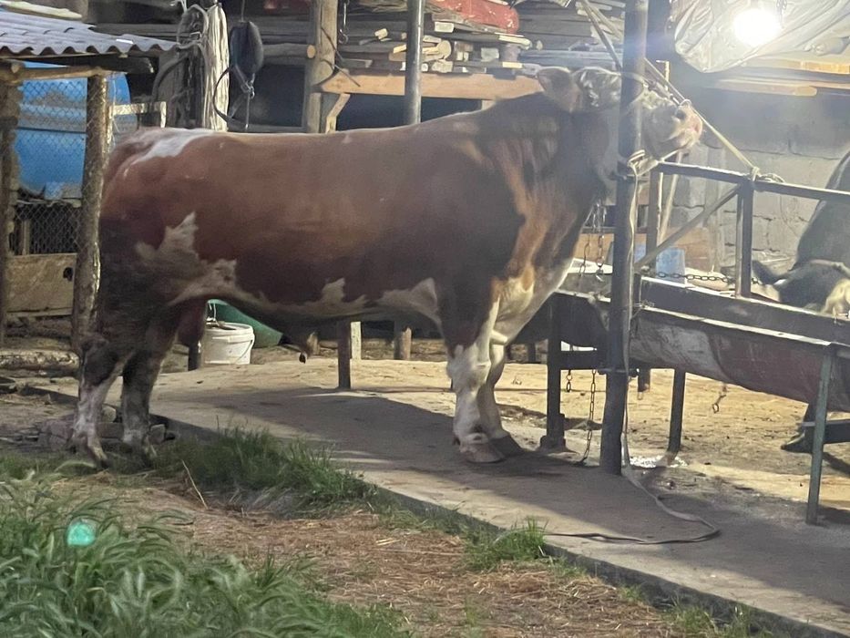 Assalomu aleykum Qurbonlik ucun qoylar va molar