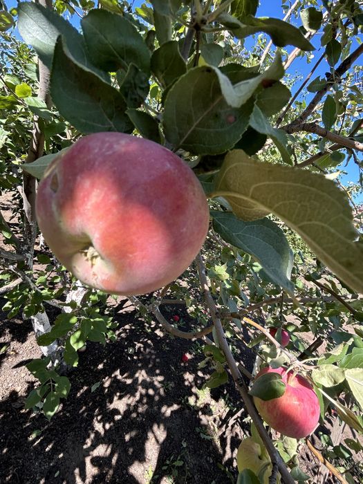 ОГУРЦЫ НА ЗАСОЛКУ, домашние с грядки, яблоки