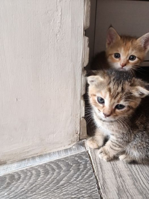 Отдам котят девочки