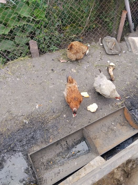 Găini Brahma uriași