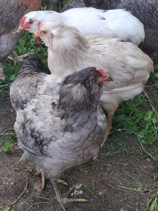 Vand cocos araucana februarie-2026