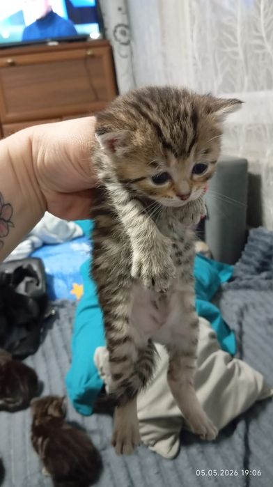 Продам котят красивые ласковые