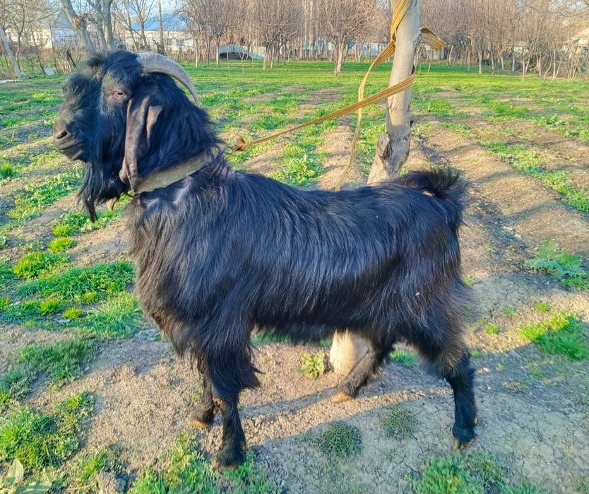 Индийский козёл БИТАЛ